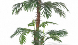 Cikász pálma, műnövény 150 cm