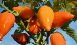 Perui Narancs chili paprika mag (5 db.)
