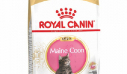Royal Canin Maine Coon kitten 2kg száraz macskatáp